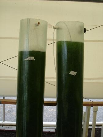 Algae growing in Hilo hiloliving.com 